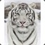 WhiteTiger