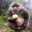 fat monkey with apple