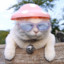 mushroomcat219