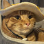 Hat Cat-Nyx