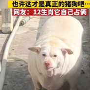 PaydaPay[ペイーダぺイ]