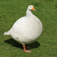 SavageGoose
