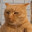 Dima