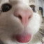 Chawbab