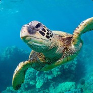 Turtlespeed