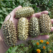 Дикий огурец