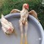 Water Cock