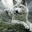 WhiteWolf