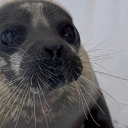 piwasienapij skins.army