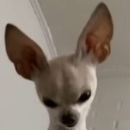 NansBeefCheeks