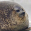 ThiccSeal