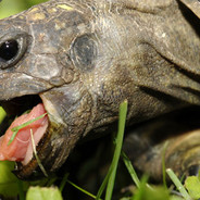 JEEEEEEEEEEWLS HOODWATcha 257