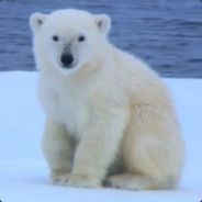 PolarBear