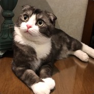 爬到墙上等红杏