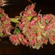 gandzialf szary - steam id 76561197968178907