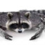 Crab Raccoon