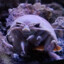 Giant Isopod