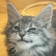 卡多克辈前的狗