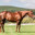 speed_horse (carpet bomber)