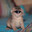 Goose avatar