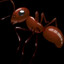 AntNL