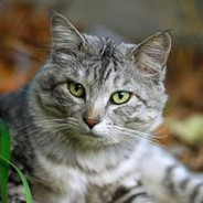 Котэ