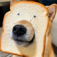 我打飞机只用杯