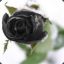 BlackRose