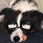 collie's avatar