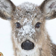 Lost Deer