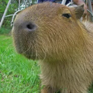 воровка девственности