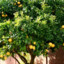 Lemon Tree