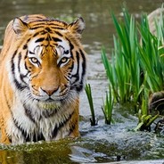 watertiger