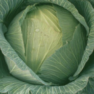 Cabbage