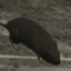 rat