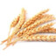 wheaty