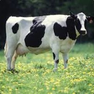 The Cow Goes Moo