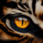 The Eye of the Tiger