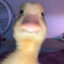 EcnoxD