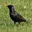 Sturnus vulgaris