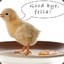 ChickenW_