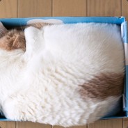 Big Avatar