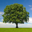 tree_332