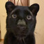 bonifacy