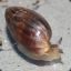 Sea Snail