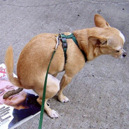 nojczek_to_smiec_najgorszy