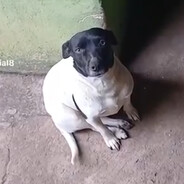costinha