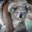 The Original Koala Bear (1)