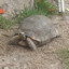 TORTUGA VILLANA