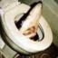 The Beheaded Shark In The Toilet